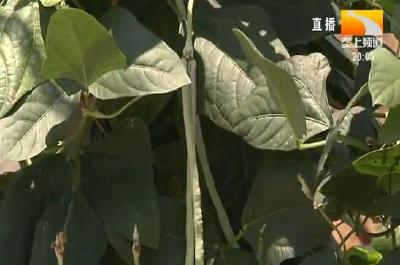 本地虹豆大量上市 “贵族菜”摇身变“亲民菜”