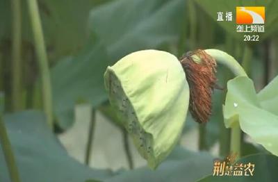 四百亩莲蓬开采 脆甜可口很抢手