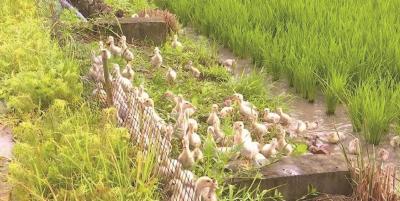 鸭子成30万亩稻田“管理员” 除草、除虫都是好手