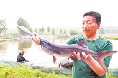 3亿年前珍稀鱼类现身襄阳 村民养殖鸭嘴鲟走出另类致富路