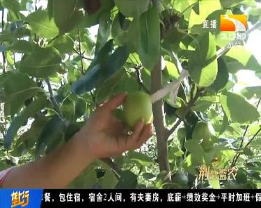 早梨抢“鲜”上市 皮薄汁多好抢手