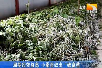 周期短效益高 小桑蚕织出“致富茧”