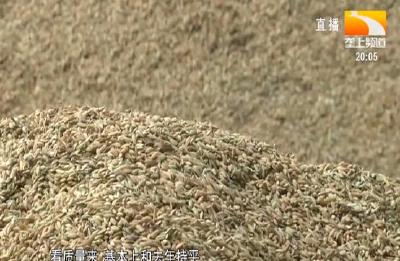 荆州新季早稻收获 质量好于去年