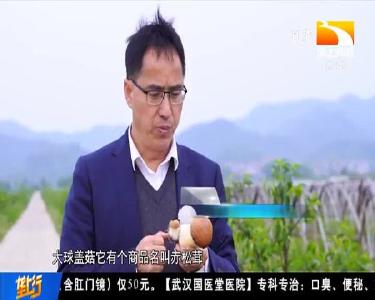 稻菇轮作 增产又增效