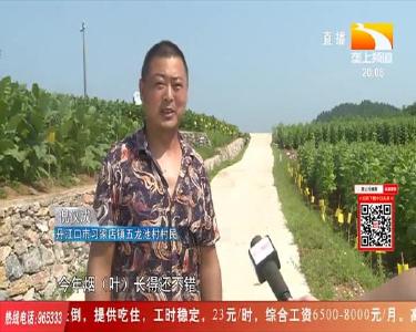 千亩烟叶喜获丰收 烟农笑开颜