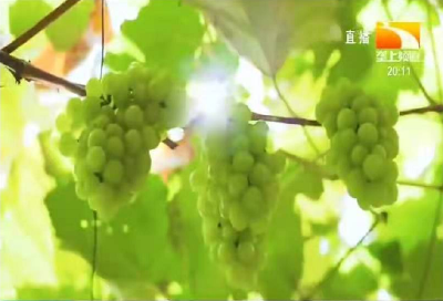 冬天可以种植葡萄吗？