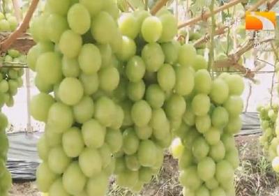 葡萄品种更新换代 年产值达到七个亿
