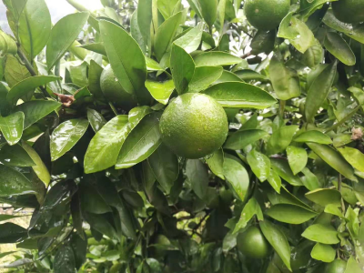 警惕夏季连阴雨天气对柑橘的危害