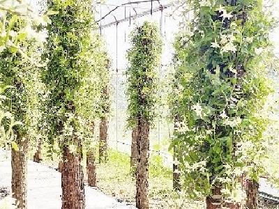铁皮石斛落户大冶 长成“隐形冠军”