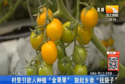 村里引能人种植“金果果” 鼓起乡亲“钱袋子”
