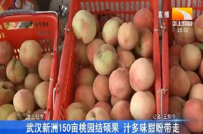 武汉新洲150亩桃园结硕果 汁多味甜盼带走