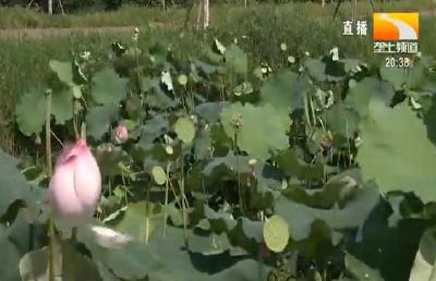 荷花香莲蓬俏 增收致富乡亲笑