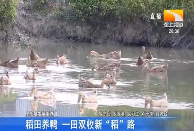 稻田养鸭 一田双收新 “稻”路