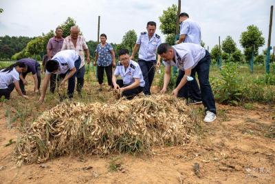 武汉江夏区税务局引领特色农产品走出滞销困境 