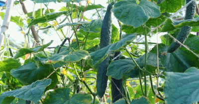 黄瓜很矮就开花是什么原因？