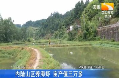内陆山区养海虾 亩产值三万多