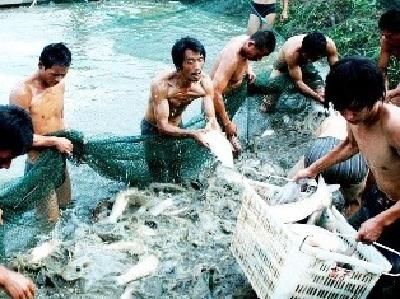 热水鱼 热行情