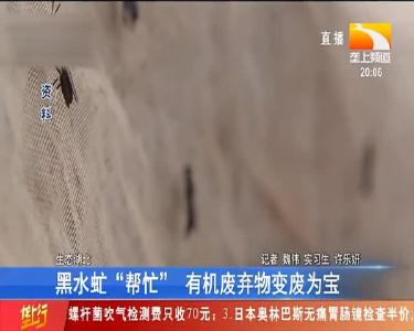 黑水虻“帮忙” 有机废弃物变废为宝