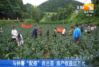 马铃薯“配搭”西兰苔 亩产收益过万元