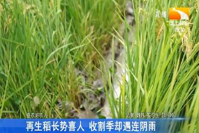 再生稻长势喜人 收割季却遇连阴雨