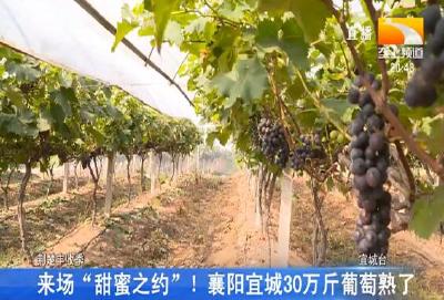 来场“甜蜜之约”！襄阳宜城30万斤葡萄熟了