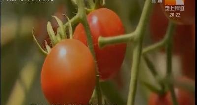 秋茬番茄常见9种病害防治攻略