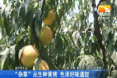 “杂草”丛生种黄桃 色泽好味道甜