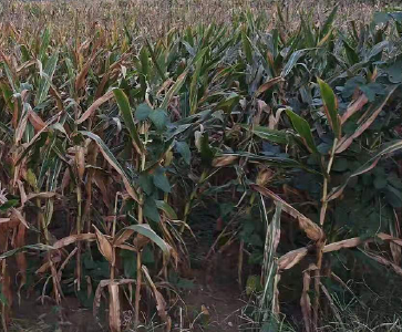 应对玉米播后持续干旱的方法
