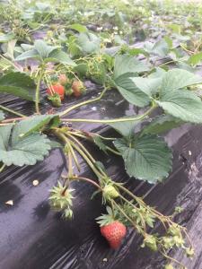 草莓缓苗期一般是多久