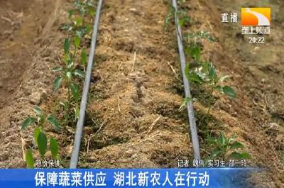 保障蔬菜供应 湖北新农人在行动