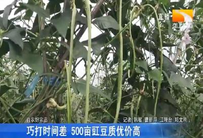 巧打时间差 500亩虹豆质优价高