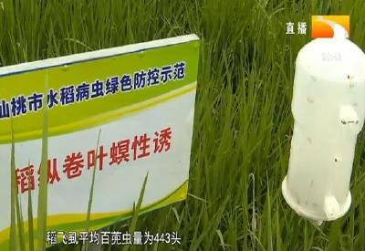 仙桃农技人员下田指导 科学防控水稻“两虫两病”