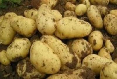 恩施武汉一家亲，工会“娘家人”将10万斤土豆送至武汉疫情防控一线