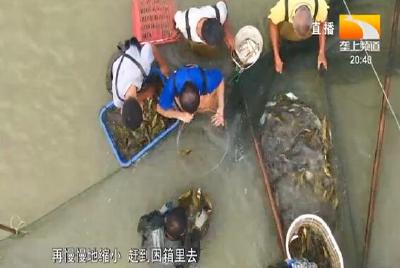 黄颡鱼批量上市 品质好俏销市场