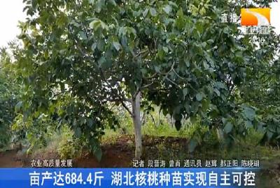 亩产达684.4斤 湖北核桃种苗实现自主可控