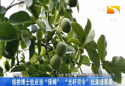 核桃博士驻点当“保姆” “光杆司令”挂满绿果果