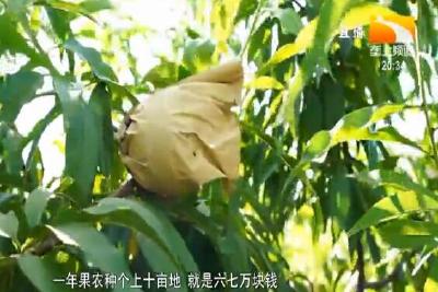 创品牌拓渠道 虾乡黄桃量价齐增