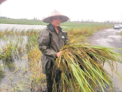 黄石下赛湖离奇一幕:670亩水稻无人收 遭浸泡后烂在田里