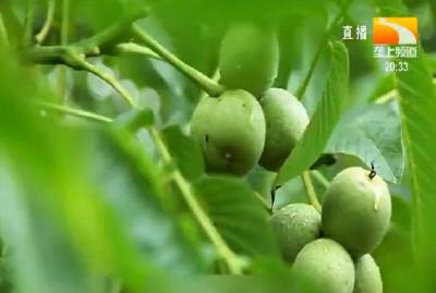 15年瞄准一个产业 近万户乡亲种出30万亩“金果果”