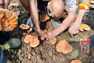 村里发展灵芝菌 乡亲撑起“致富伞”