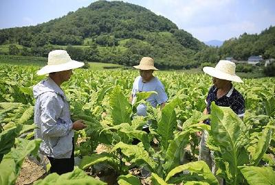 75名技术员为烟农送去“及时雨”