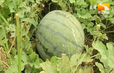 20亩西瓜成熟 乡亲盼销路
