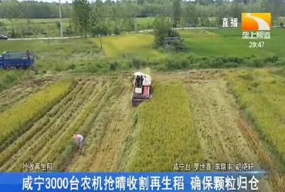 抢抓降雨间隙 蕲春全力收获头季再生稻