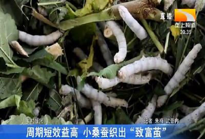 周期短效益高 小桑蚕织出“致富茧”