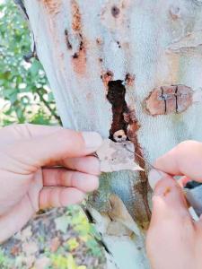 小小昆虫危害大 武汉园艺师全城刮皮挖天牛