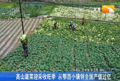 高山蔬菜迎采收旺季 从鄂西小镇销全国产值过亿