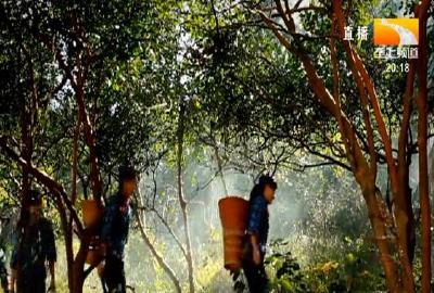 满山遍种“摇钱树” 麻城闯出富民强市新路