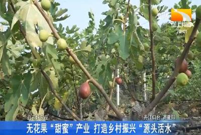无花果“甜蜜”产业 打造乡村振兴 “源头活水”