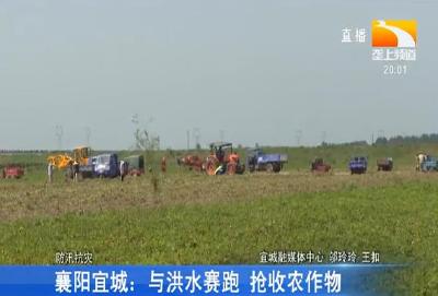 襄阳宜城：与洪水赛跑 抢收农作物