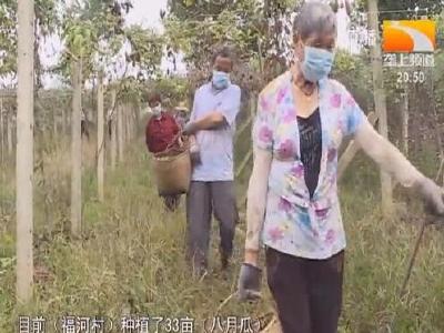 依托“1+N”模式 香菇大镇闯出产业振兴新路